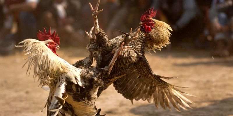 Mức trả thưởng chọi kê đầy cạnh tranh